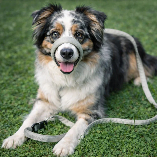 LugnTass™ – Lugna promenader med full kontroll
