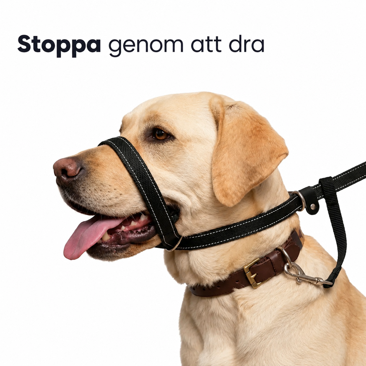 DragFri™ – Slipp dragandet, njut av promenaden